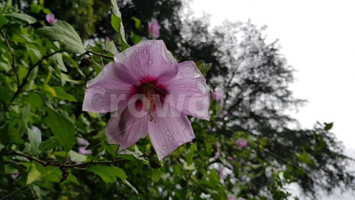 꽃,무궁화,비온뒤꽃,깨끗한꽃,이슬있는꽃,비,비오는날,rain,rainy,식물,자연,plants,nature,꽃,flower