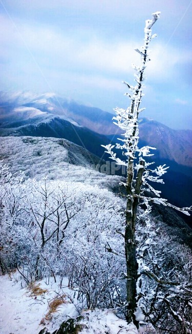 산,나무,겨울,하늘,눈,겨울,계절,winter,season,자연,풍경,nature,landscape,식물,plants,나무,trees,wood,outdoors,옥외,snow,frost,서리