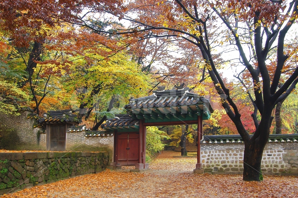 가을,낙엽,단풍,창덕궁,비원,후원,나무,숲,자연,금마문,문,담,담장,한국전통,전통건축,전통,자연,풍경,nature,landscape,가을,계절,fall,autumn,season,랜드마크,landmark,tourist attraction,한국전통,한국문화,korean traditional,korean culture,outdoors,옥외,arbour,정자,garden,정원