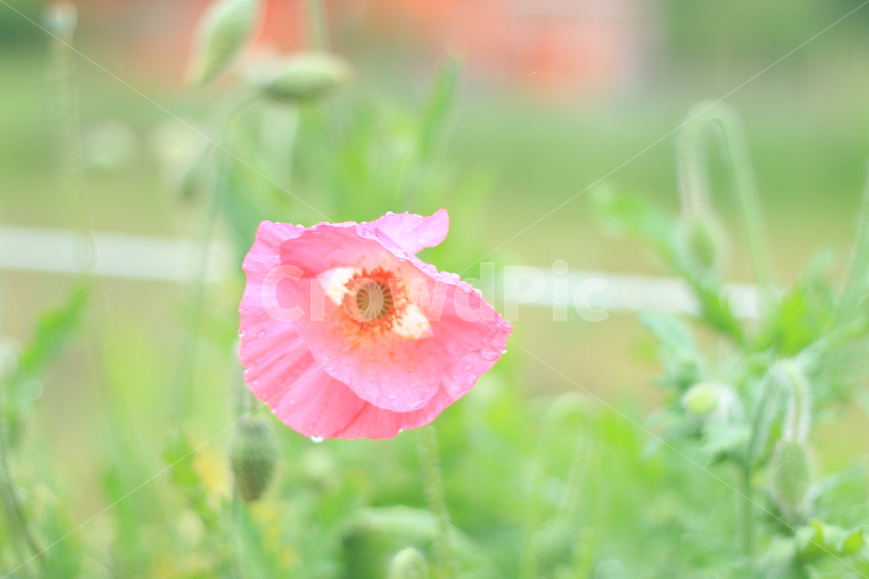 여름,향기,비,양귀비,위로,식물,자연,plants,nature,꽃,flower