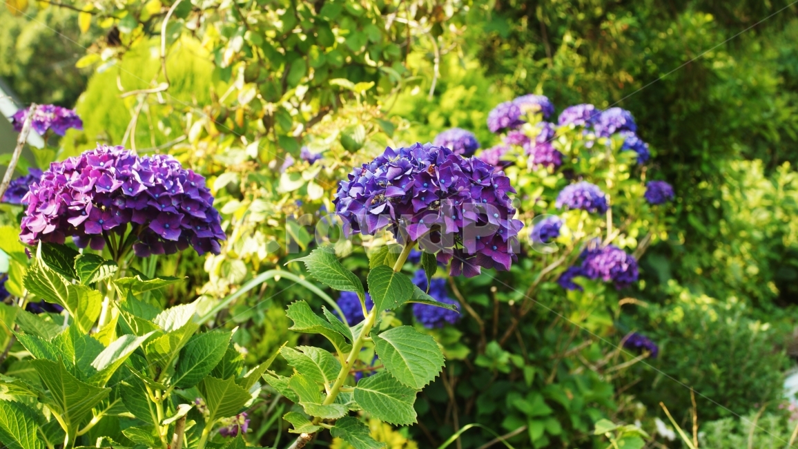 수국,꽃길,꽃,밝은,줌,파랑,보라,초록,햇빛,식물,자연,plants,nature,꽃,flower