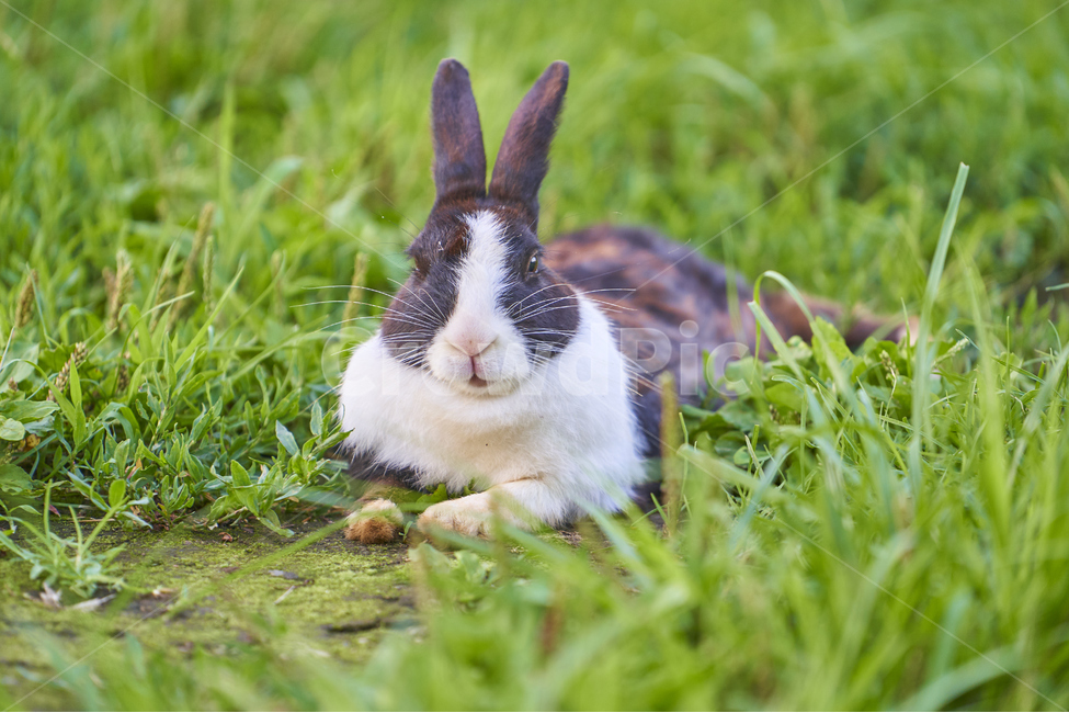토끼,동물,애완동물,초식동물,rabbit,동물,animal