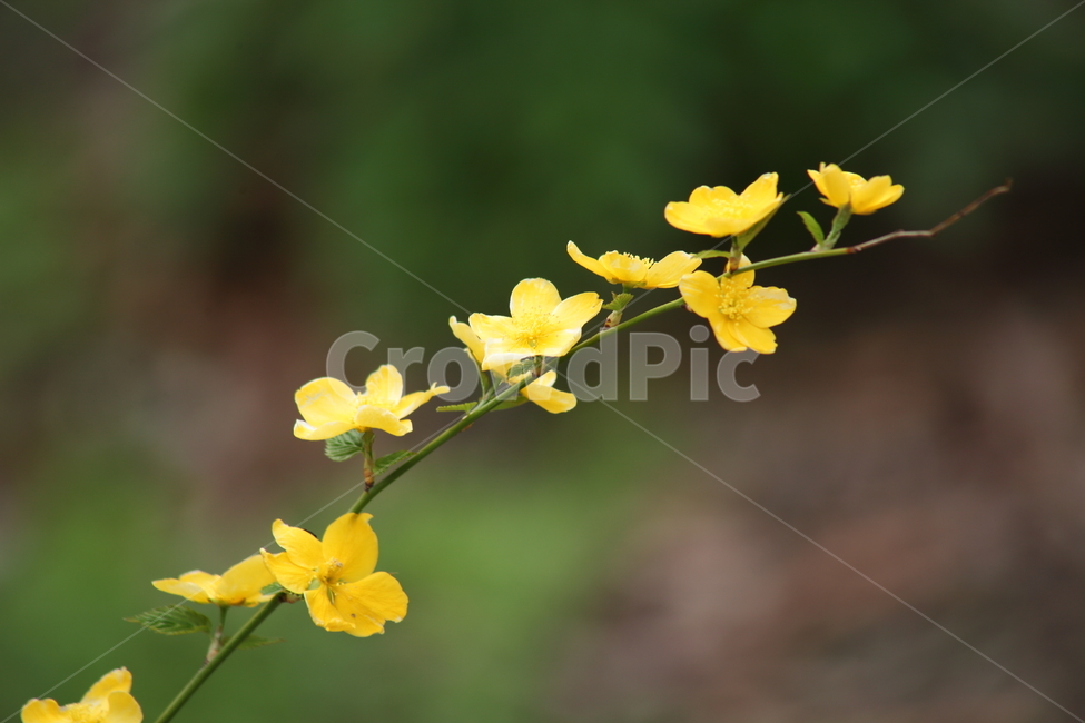 황매화,꽃,봄,japanesekerria,kerriajaponica