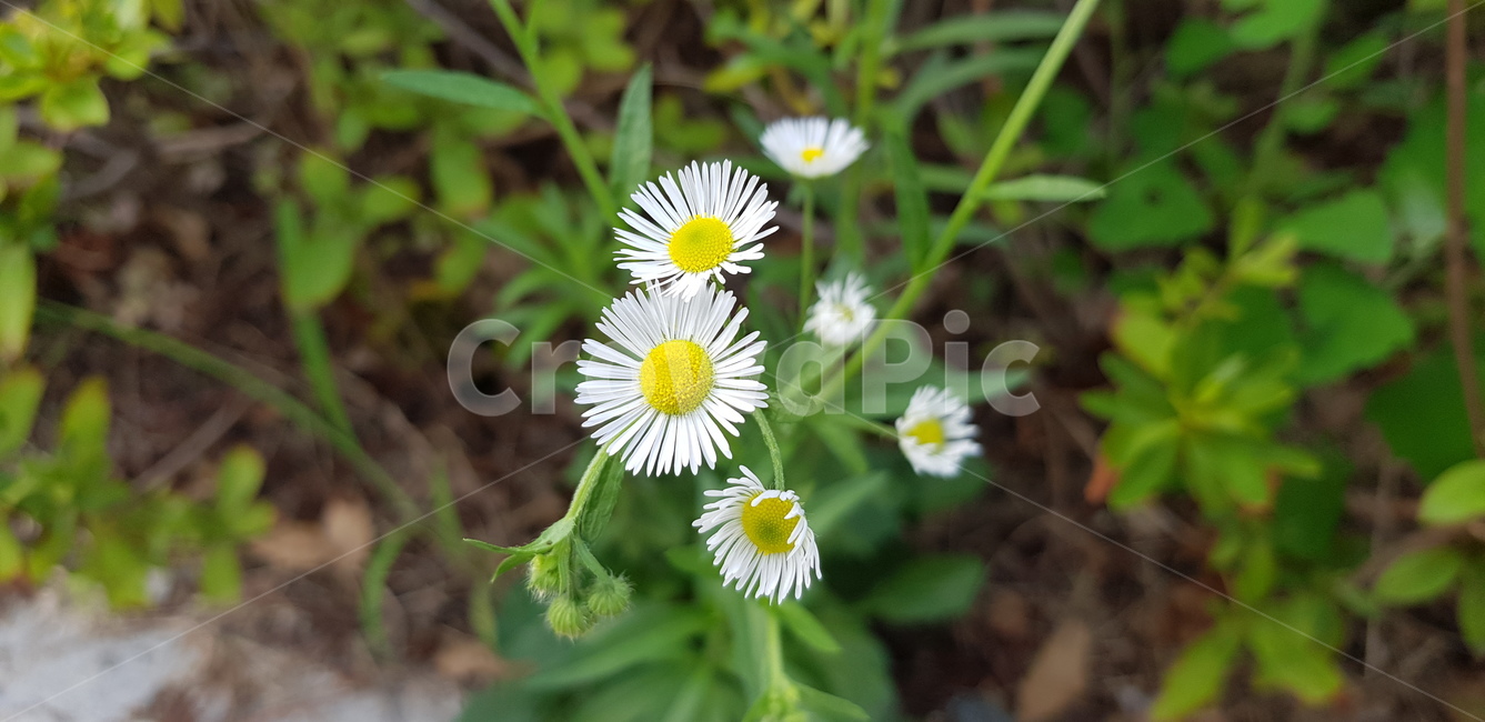 꽃,하얀꽃,자연,감성,sensible,감성적인,분위기있는,flower,따뜻한,nature,풀