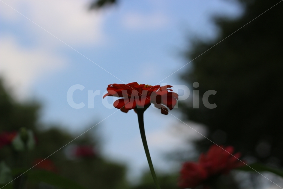 구름,나무,공원,하늘,꽃,식물,자연,plants,nature,꽃,flower,감성,sensible,feeling