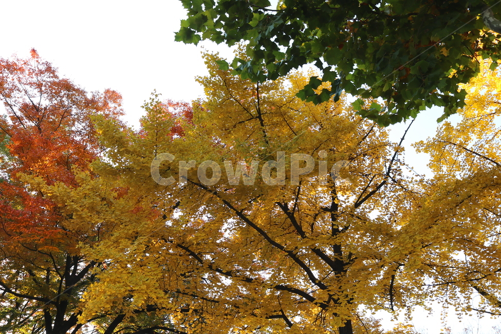 단풍,나무,단풍나무,자연,풍경,가을,은행나무,가을,계절,fall,autumn,season,자연,풍경,nature,landscape,tree,plant,식물,maple