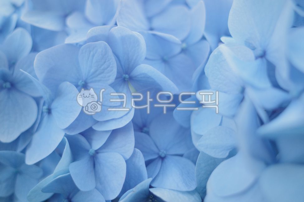 수국,파란수국,파란색,여름,꽃,flower,시원한,푸른,파란,여름꽃,꽃다발,blue,hydrangea