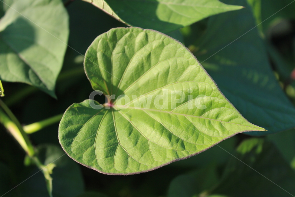 잎,leaf,식물,plant,고구마잎,식물,자연,plants,nature