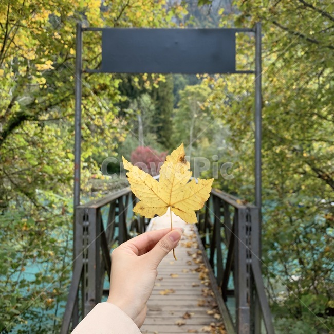 leaf,잎,plant,식물,tree,나무,person,사람,human,나뭇잎,가을,풍경,가을,계절,fall,autumn,season