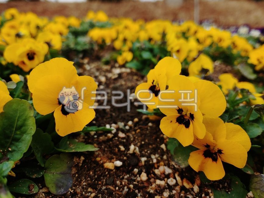 flower,pansy,yellow pansy,spring,spring flower