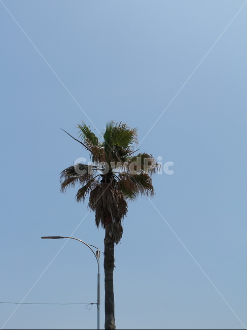 야자수,나무,휴양,휴식,하늘,구름,식물,자연,plants,nature,나무,trees,wood