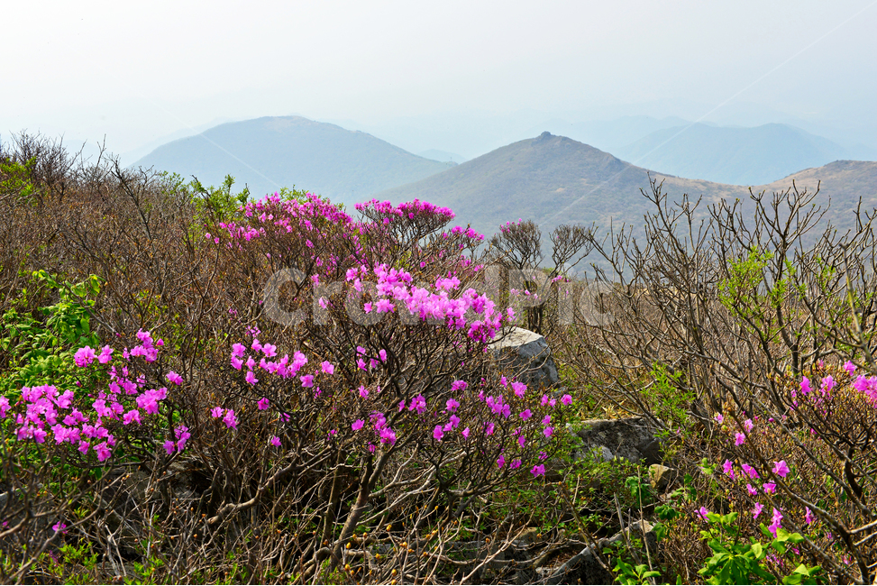 광주,무등산,무등산봄,서석대,입석대,주상절리대,철쭉꽃,철쭉,봄,계절,꽃,만개,flower,plant,식물,blossom,outdoors,옥외,자연,경치,경관,풍경