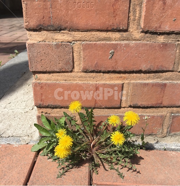 민들레,민들레꽃,꽃,노란꽃,노란,식물,자연,plants,nature,꽃,flower
