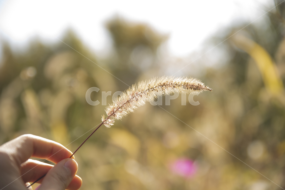 grass,잔디,식물,강아지풀,plant,가을,계절,fall,autumn,season,감성,sensible,feeling