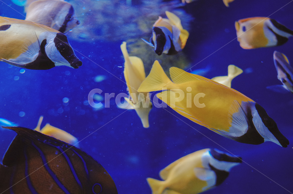 tropical fish,Pisces,fish,aquarium