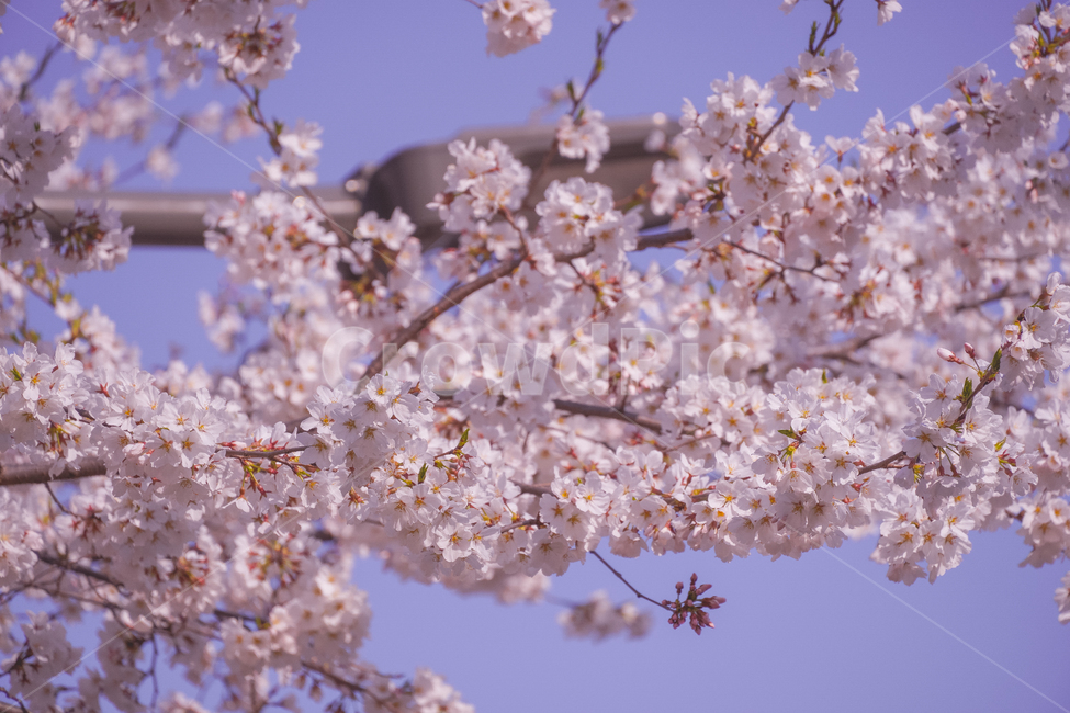 꽃,벚꽃,벚꽃놀이,색감,핑크,감성,꽃놀이,blossom,flower,plant,식물,color,pink