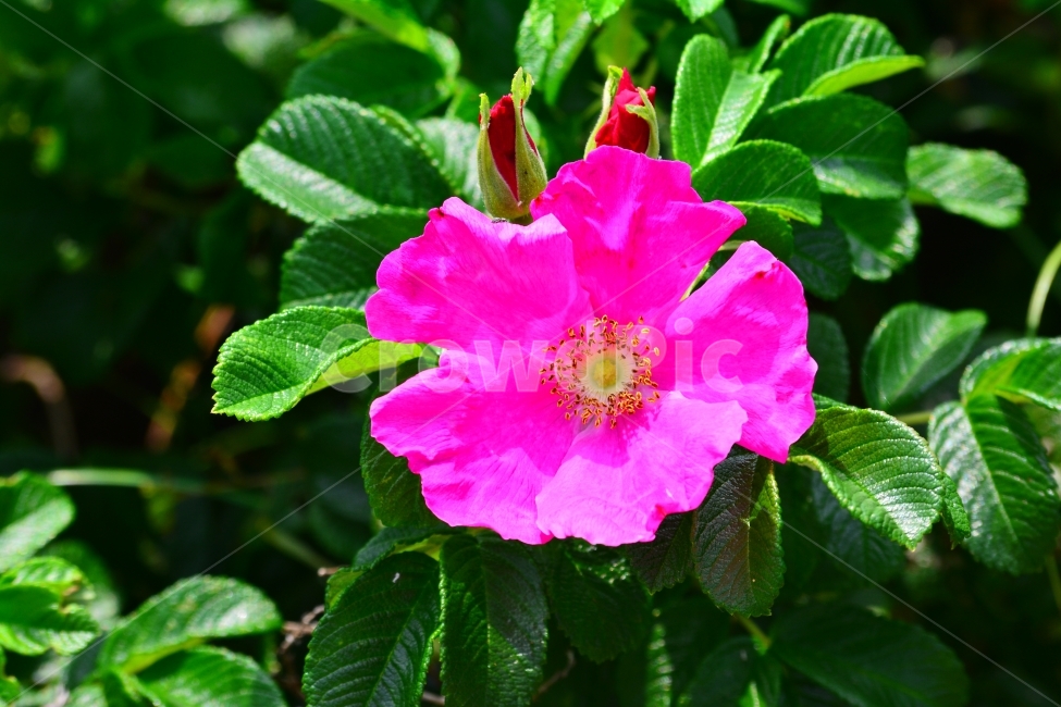 해당화,야생화,꽃,바닷가,백사장,우리꽃,토종,플라워,flowers,식물,꽃송이,동해안,모래사장,모래밭,장미과,아름다운,예쁜,뷰티풀,BEAUTIFUL,PINK,절정,만개,자연,꽃봉오리,잎새,그린,녹색,향기,분홍색,식물,자연,plants,nature,꽃,flower