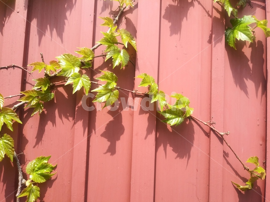 담쟁이,넝쿨식물,담,ivy,vine,creeper,leaf,잎,plant,식물,treetrunk,나무줄기