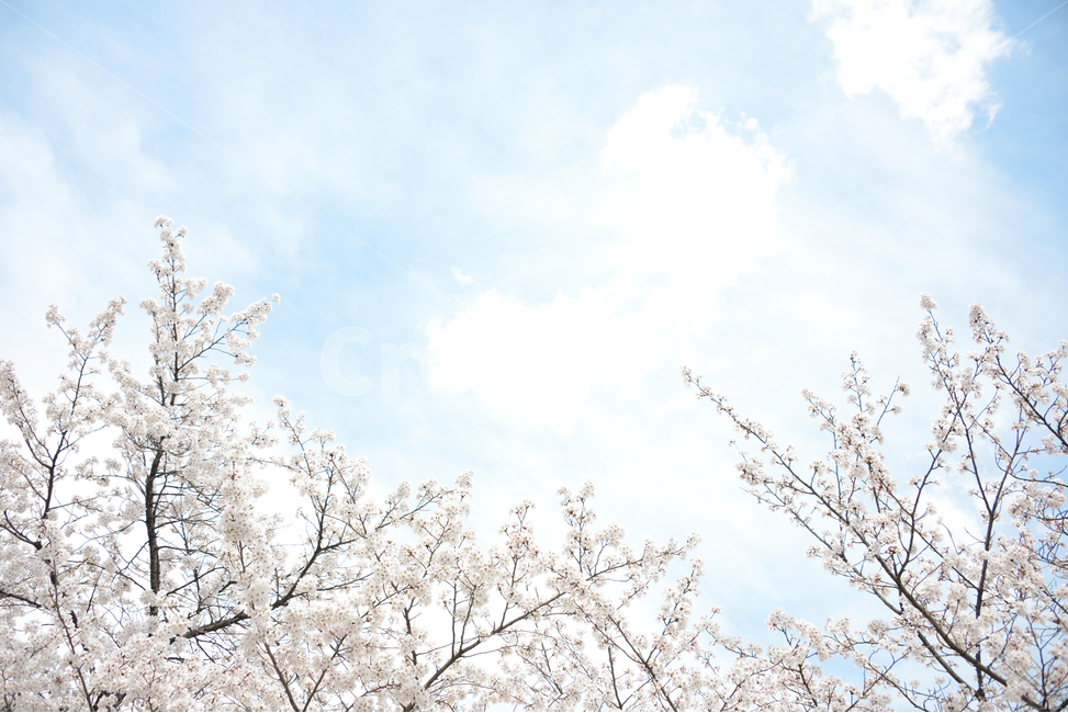 봄,벚꽃과하늘,하늘,봄이미지,봄꽃,봄,계절,spring,season,자연,풍경,nature,landscape,휴식,힐링,rest,relaxation,healing,plant,식물