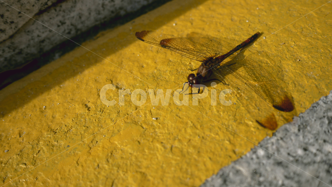 dragonfly,autumn,road,insect,rest,잠자리,가을,도로,곤충,쉼,곤충,벌레,insect,bug