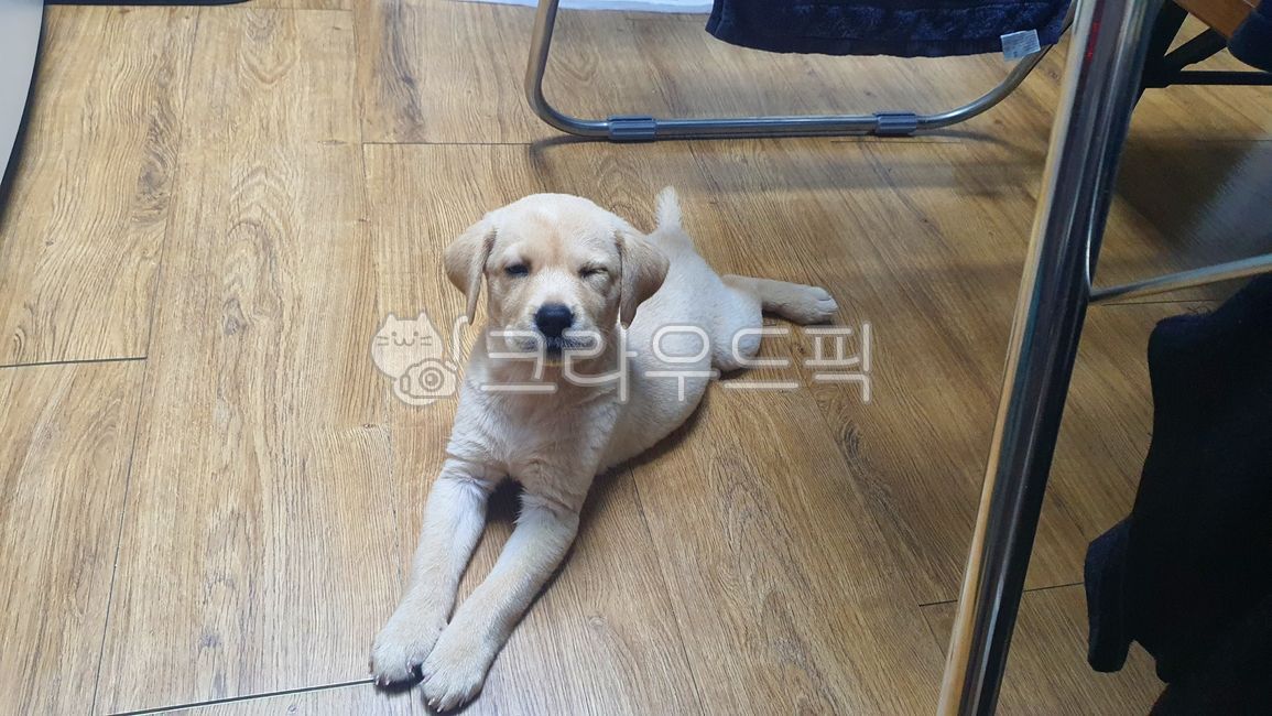 강아지,리트리버,멍멍이,귀여운,동물,개,dog,puppy,애완동물,pet,래브라도리트리버