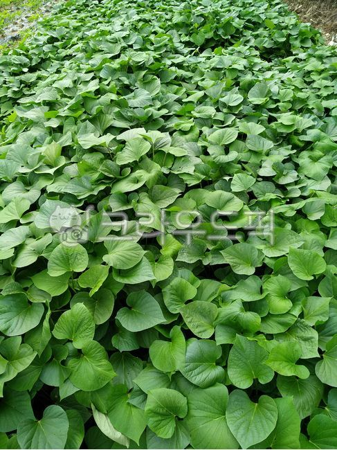 고구마,고구마밭,고구마재배,농작물,고구마잎,고구마수확