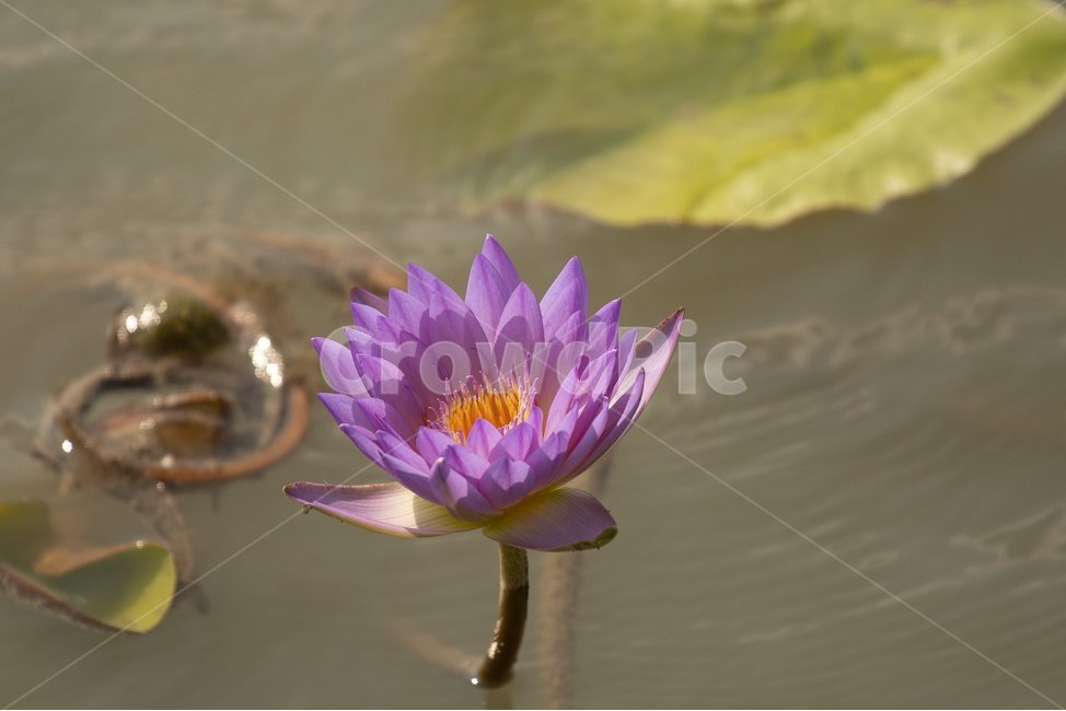 자연,꽃,연꽃,수련,빅토리아,식물,자연,plants,nature,꽃,flower