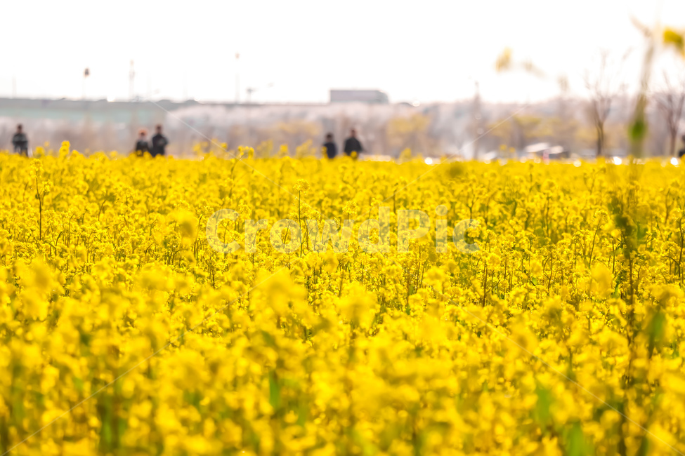 꽃,식물,봄,자연,nature,유채꽃