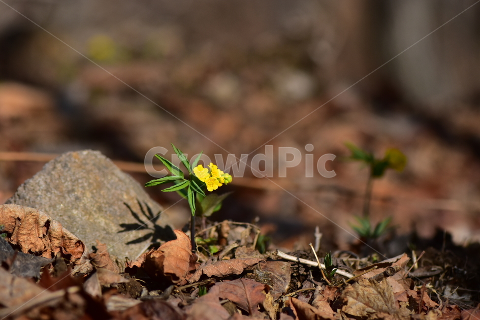 한계령풀,야생화,봄,꽃,풀꽃,자연,식물,식생,plants,nature,spring,season,flower