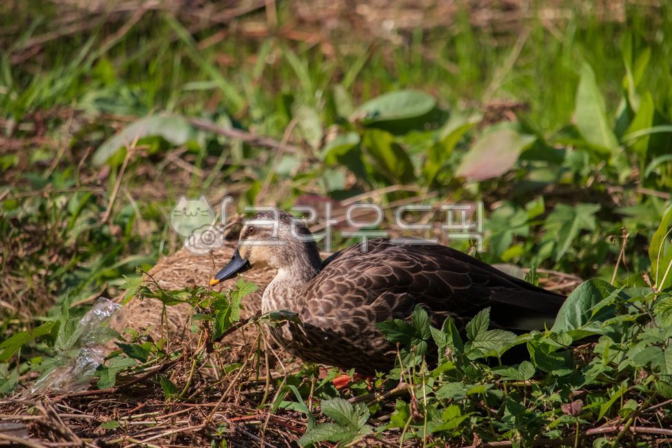 feather,spotbillduck,beak,ecosystem,avian,duck,feathers,bird,animals,Common duck,natural,wild bird,waterfowl,grass field,plant,animal,wing,lawn,water bird,birds,birdwatching,spotbilledduck,grass,wildbirds,wild animal,wildlife,green,nature,teal,outdoor,env