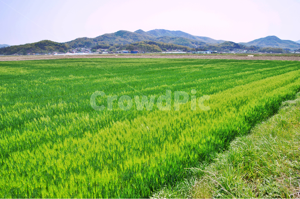 청보리밭,청보리,보리,외떡잎식물,강화도,청맥,농사,시골,마을,풍경,landscape,country,rural,town