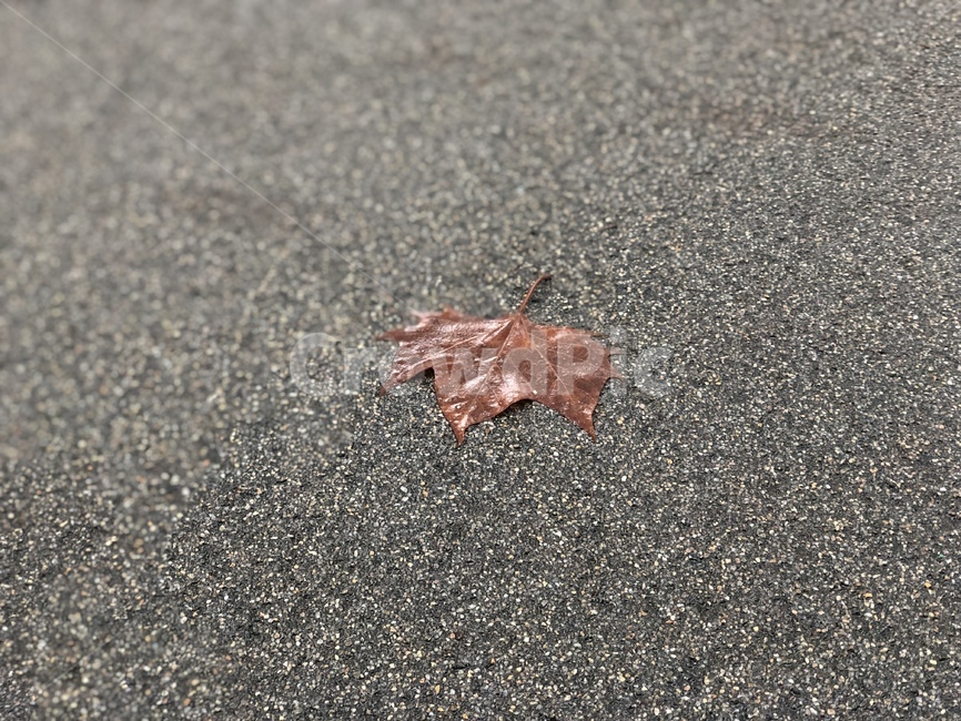 낙옆,비에젖은낙옆,잎사귀,나뭇잎,비오는날
