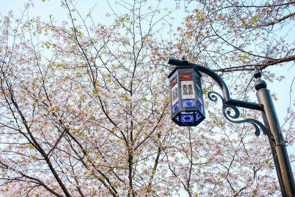 봄,벚꽃,전통,나무,꽃,감성,풍경,자연,풍경,nature,landscape,봄,계절,spring,season,한국전통,한국문화,korean traditional,korean culture,plant,식물