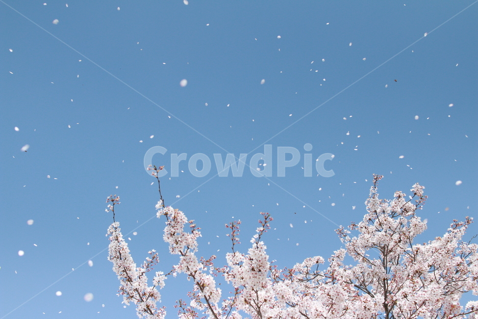 벚꽃,벚나무,봄,봄꽃,spring,season,계절,꽃,식물,배경,flower,plants,봄이미지,봄느낌,cherryblossoms,벚꽃놀이,벚꽃눈,봄날