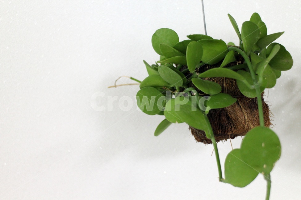 공기정화식물,식물,자연,공기정화,미세먼지,벽걸이,화이트,흰색,식물,자연,plants,nature,실내용화초,화분,화초,house plant,인테리어,실내디자인,interior design