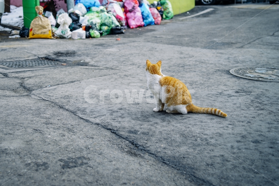 고양이,길고양이,길,고독함,외로움,겨울,cat,동물,동물사진,동물,animal,포유류,mammal,고양이,cat,kitten,kitty