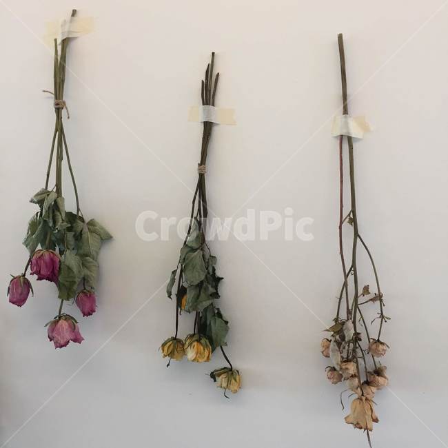 꽃,드라이플라워,인테리어,장식,벽장식