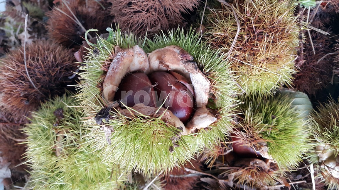 가을,알발,친환경,생밤,견과류,과일,열매,fruit