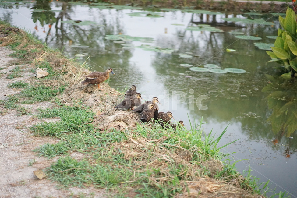 오리,아기오리,오리떼,연못,오리들,동물,animal,조류,새,birds