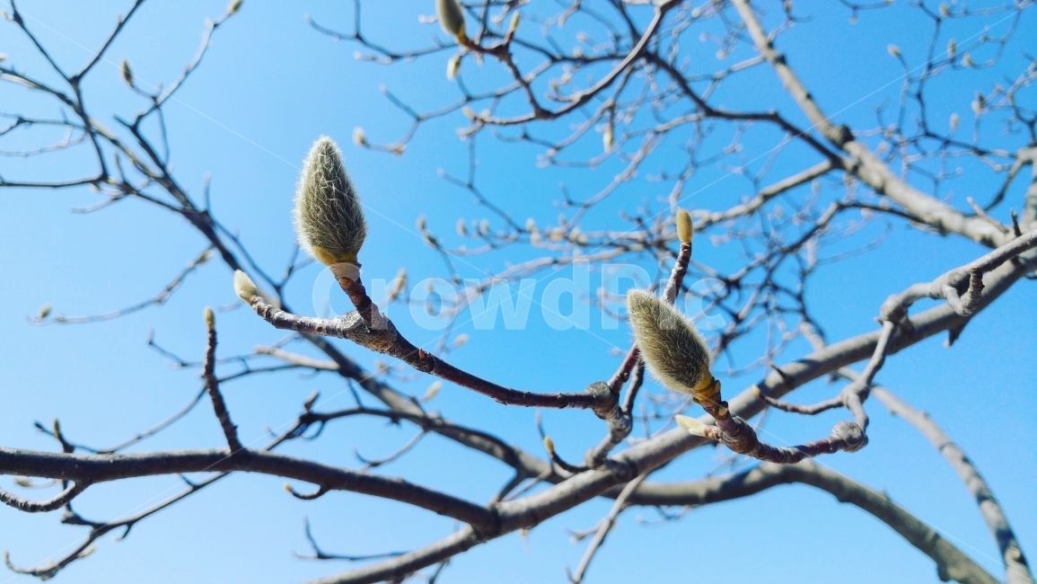 목련,꽃,나무,식물,새순,기다림,꽃망울,봄,계절,spring,season,식물,자연,plants,nature,plant,tree,animal,동물,bird,새