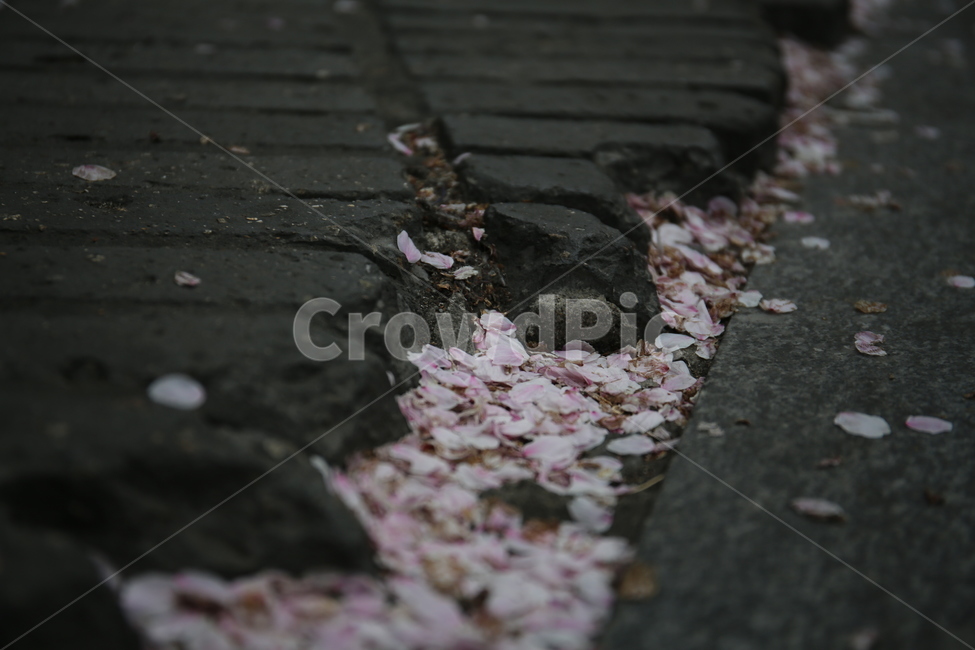 벚꽃,떨어진꽃잎,벚꽃잎,봄,식물,봄,계절,spring,season,path,통로,walkway,보도,flower,꽃,blossom,petal,꽃잎,plant