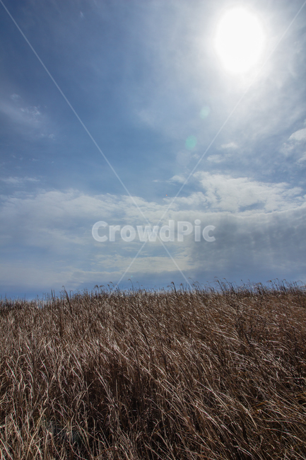 제주도,오름,갈대,겨울,하늘,가을,계절,fall,autumn,season,자연,풍경,nature,landscape,grass,잔디,plant,식물,lawn