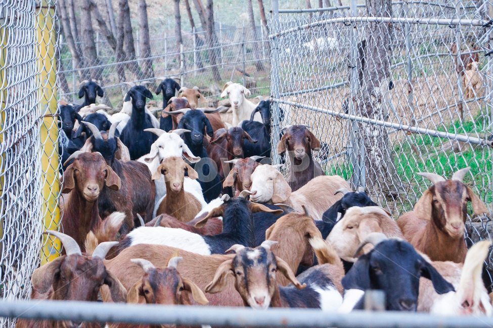 염소,흑염소,산,염소들,동물들,동물,animal,포유류,mammal,산업,industry,industrial,목축업,목장,livestock farming,ranching,pasture