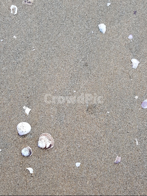 바다,모래,조개,껍데기,자연,해변,바다,beach,sea