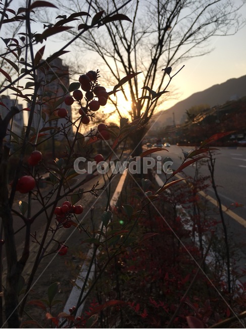 풍경,나무,가을,노을,감성