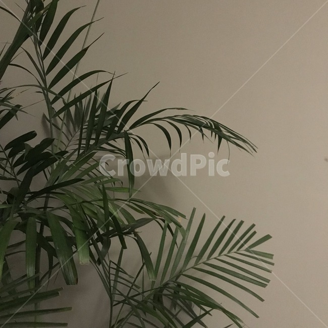 자연,풀,화초,차분,gray