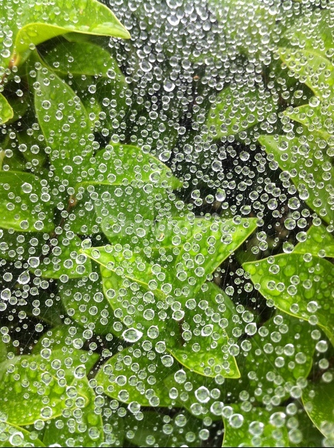 자연,물방울,거미줄,나뭇잎,접사,식물,자연,plants,nature