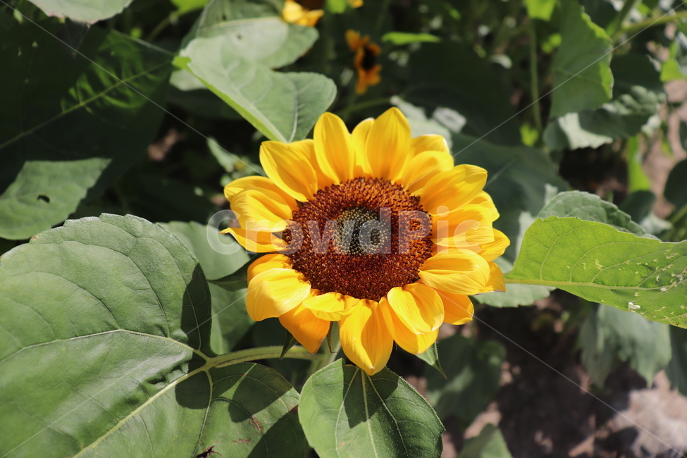 꽃,해바라기,여름,가을,해,노랑,식물,자연,plants,nature,꽃,flower
