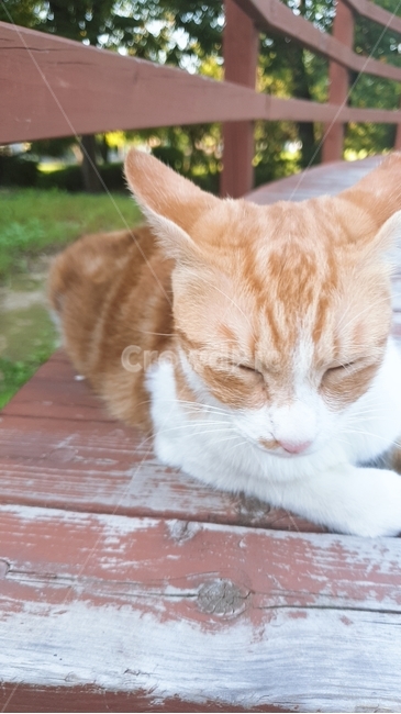 animal,pet,고양이,동물,cat,졸린고양이,낮잠,고양이,cat,kitten,kitty