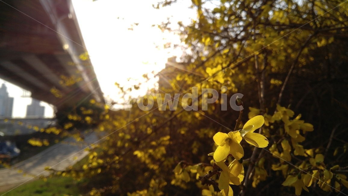 개라니,개나리꽃,노랑,노란색,햇살,나무,식물,봄,계절,배경,감성,forsythia,cannaryflower,yellow,sunbeam,plants,tree,spring,season,background,emotional,봄,계절,spring,season,식물,자연,plants,nature,꽃,flower,light,빛,flare,플레어,sunlight,햇빛